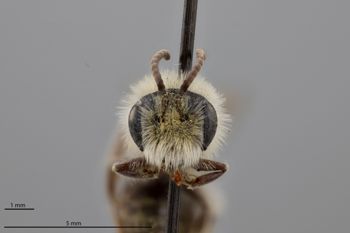 Media type: image;   Entomology 773043 Aspect: head frontal view